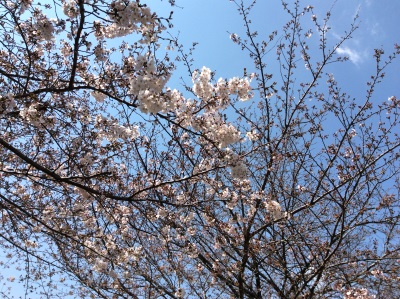 4月3日東京（駒澤）の桜