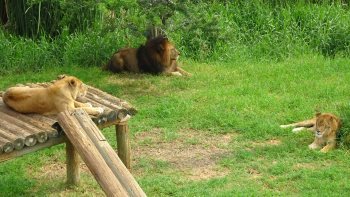 リフトから見るライオン リフトから見るライオン