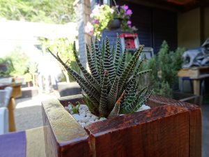 テーブルの植物 テーブルの植物