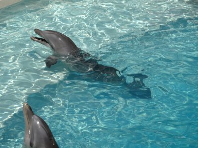 カンクンの水族館(Interactive Aquarium Cancun)のイルカ