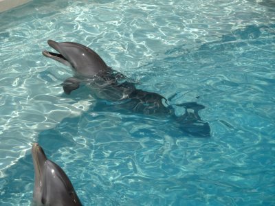 カンクンの水族館(Interactive Aquarium Cancun)のイルカ カンクンの水族館(Interactive Aquarium Cancun)のイルカ
