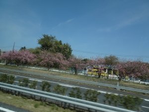 八重桜