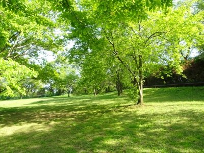 六道山公園展望台近くの新緑